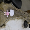DSCN0991